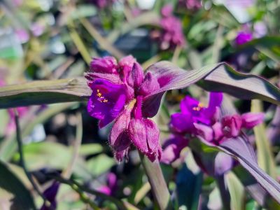 Picture of Tradescantia andersoniana JS Brainstorm