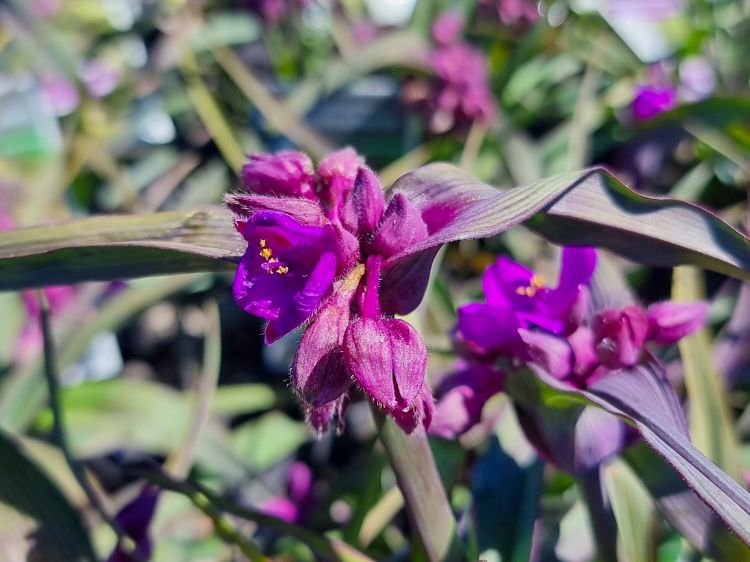 Picture of Tradescantia andersoniana JS Brainstorm