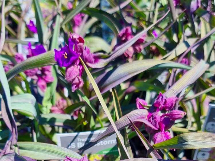 Picture of Tradescantia andersoniana JS Brainstorm