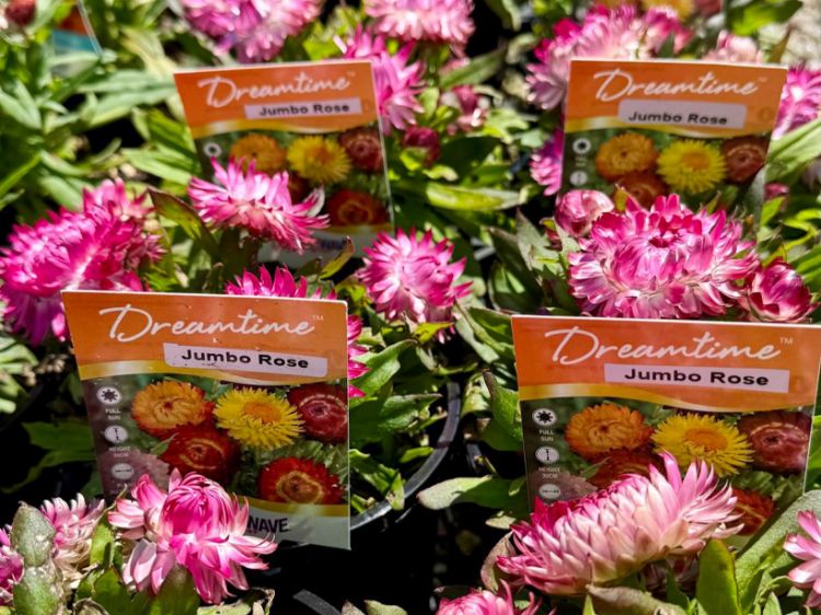 Picture of Xerochrysum bracteatum Dreamtime Jumbo Rose