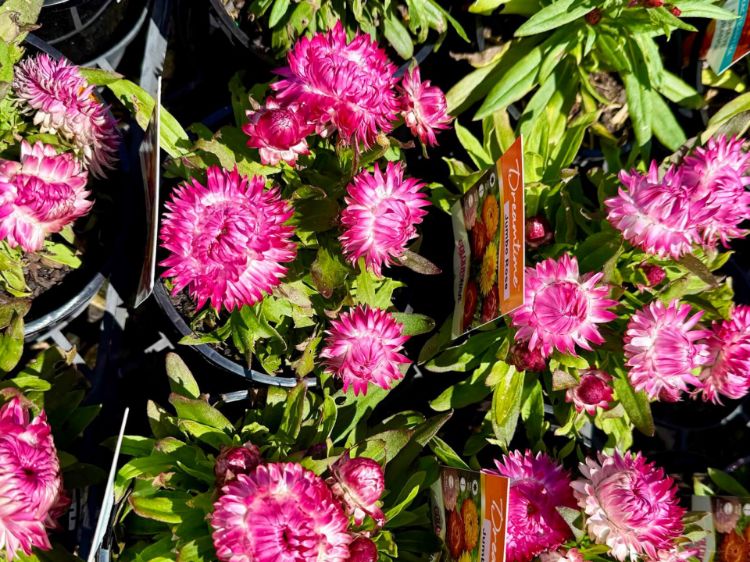Picture of Xerochrysum bracteatum Dreamtime Jumbo Rose