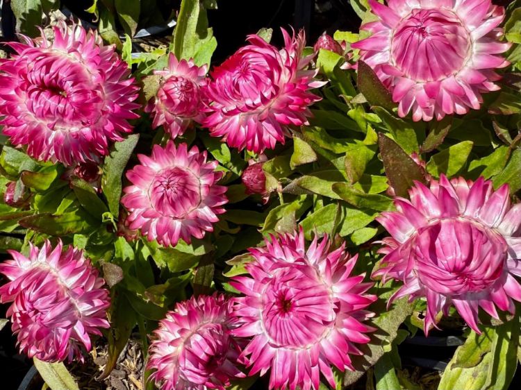 Picture of Xerochrysum bracteatum Dreamtime Jumbo Rose