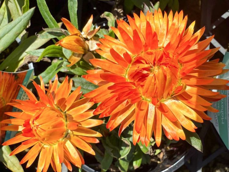 Picture of Xerochrysum bracteatum Mohave Orange