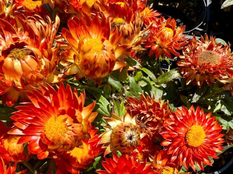 Picture of Xerochrysum bracteatum Mohave Orange