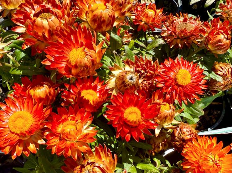 Picture of Xerochrysum bracteatum Mohave Orange