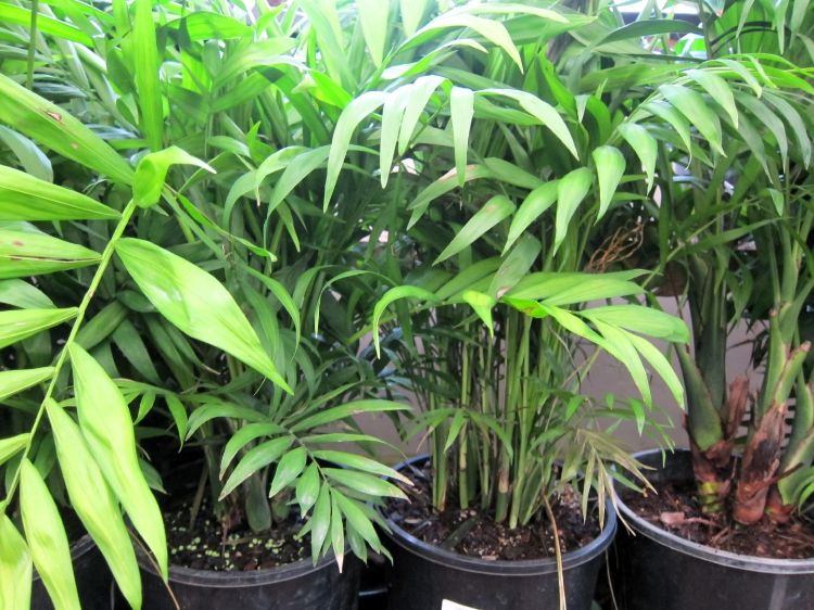 Picture of Chamaedorea elegans