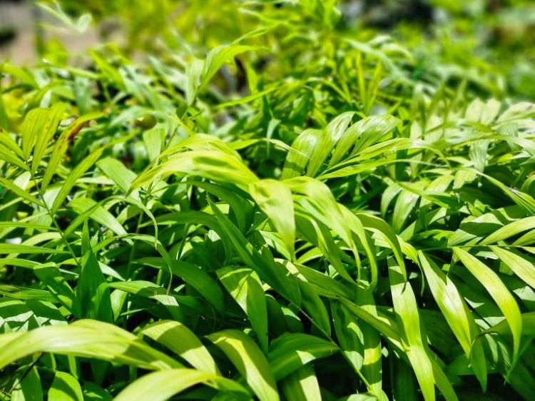 Picture of Chamaedorea elegans