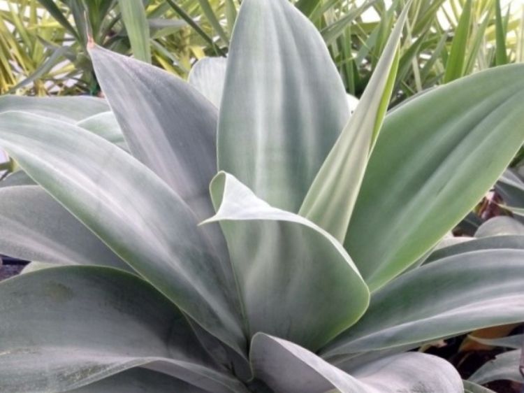 Picture of Agave attenuata Nova