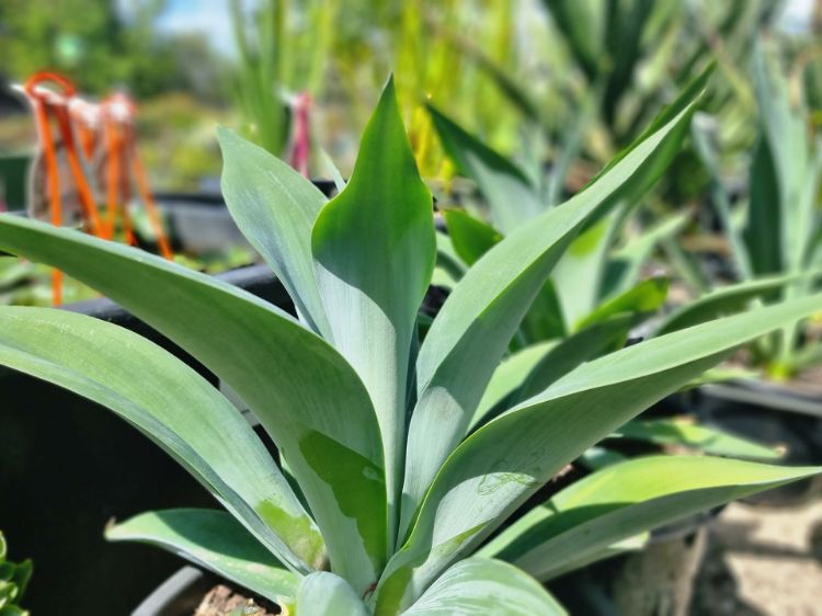 Picture of Agave attenuata Nova