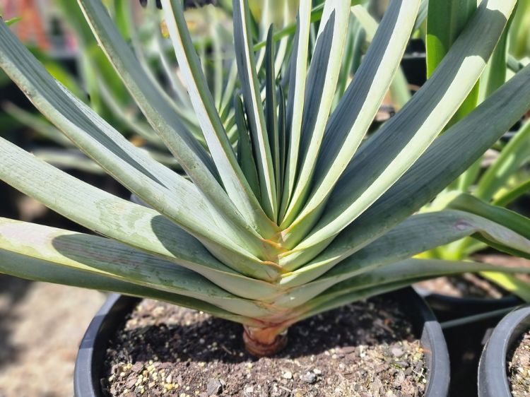 Picture of Aloe plicatilis
