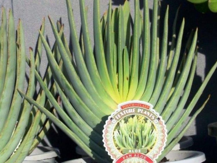 Picture of Aloe plicatilis
