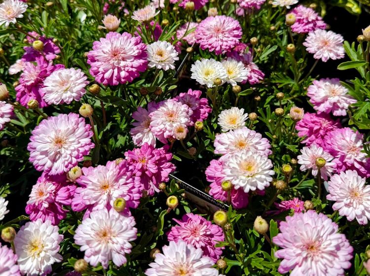 Picture of Argyranthemum hybrida Honeybees Spider Pink
