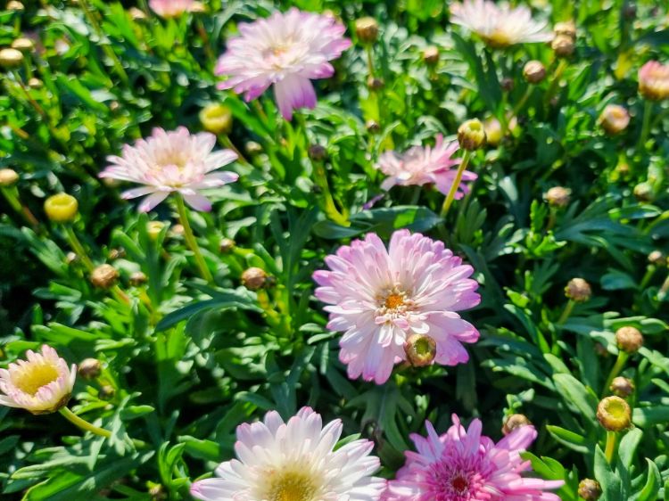 Picture of Argyranthemum hybrida Honeybees Spider Pink