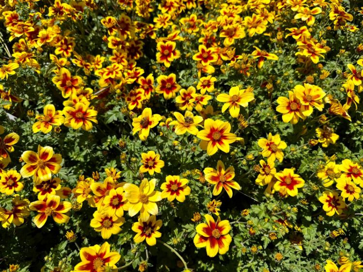 Picture of Bidens ferulifolia Bidy Boom Red Eye