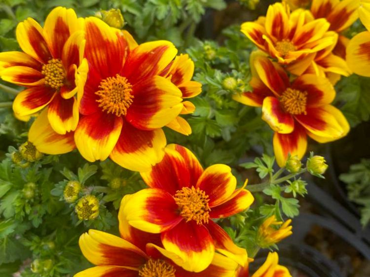 Picture of Bidens ferulifolia Bidy Boom Red Eye