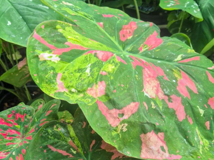 Picture of Caladium hybrida