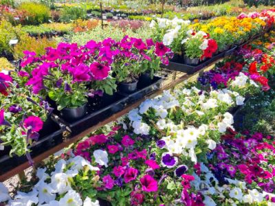 Picture of Annual Assorted