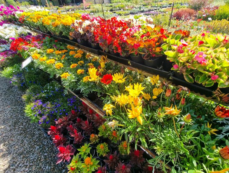 Picture of Annual Assorted