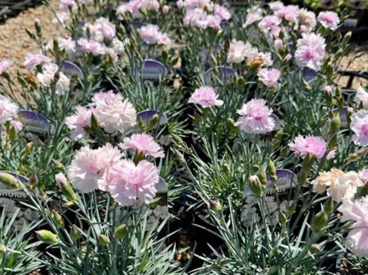 Picture of Dianthus plumarius Kim Brown