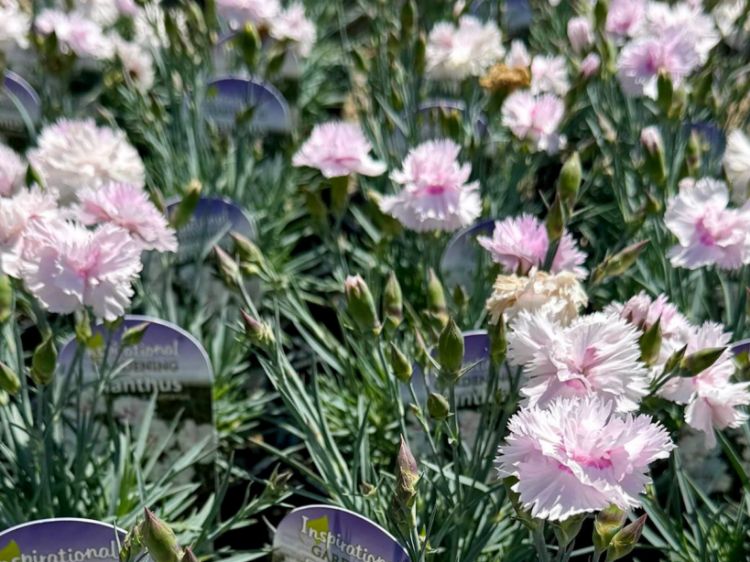 Picture of Dianthus plumarius Kim Brown