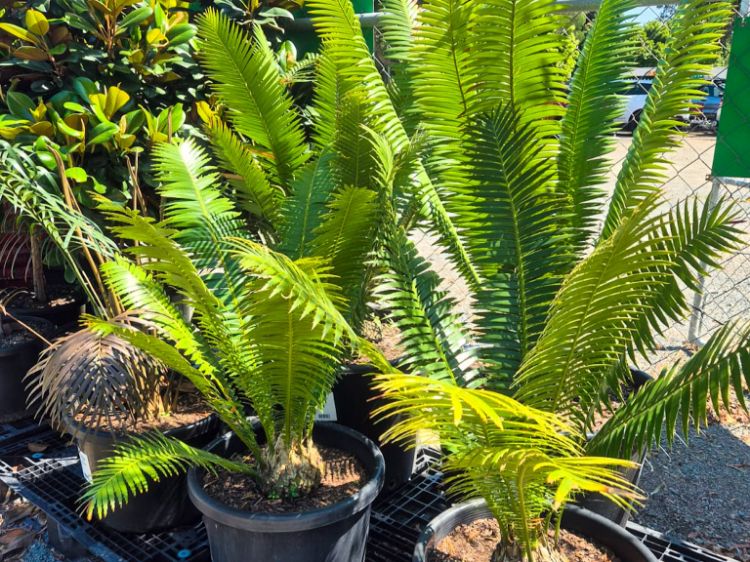 Picture of Dioon spinulosum