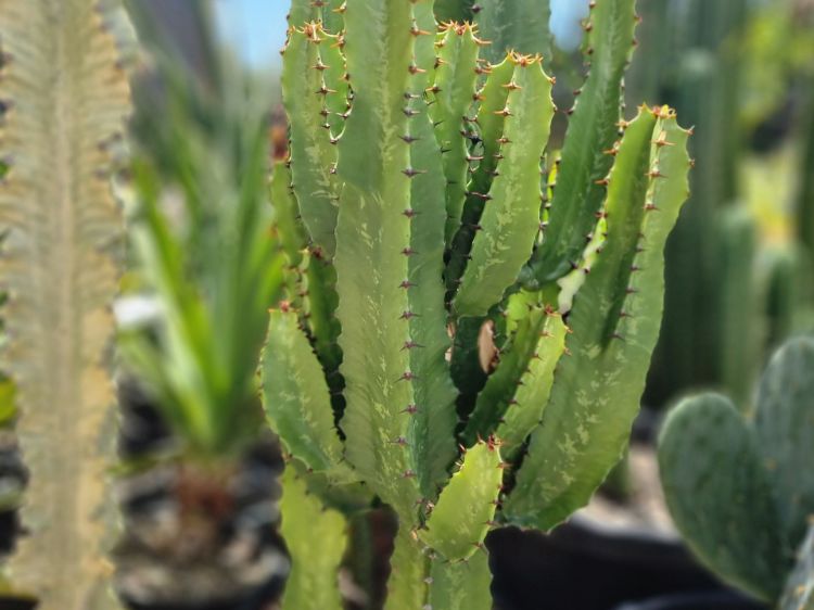 Picture of Euphorbia acrurensis Cowboy