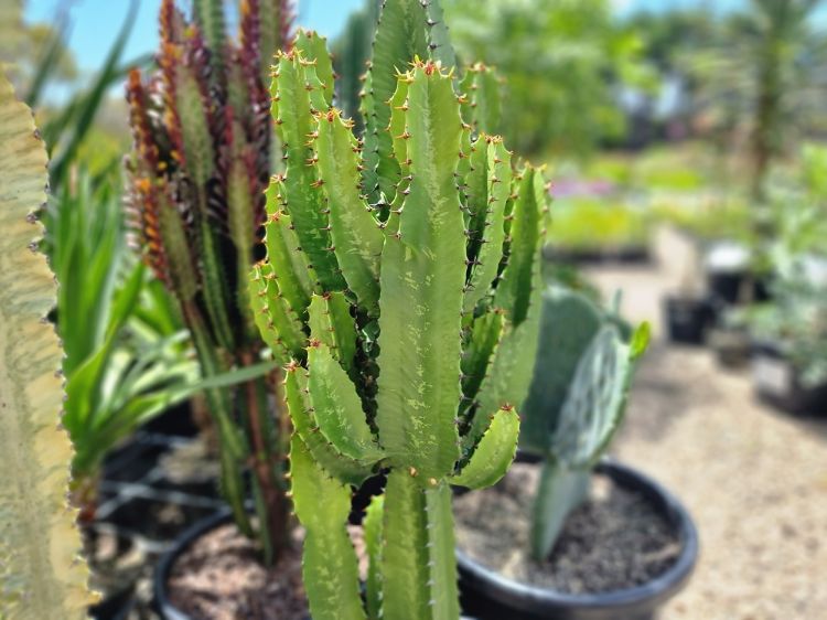 Picture of Euphorbia acrurensis Cowboy