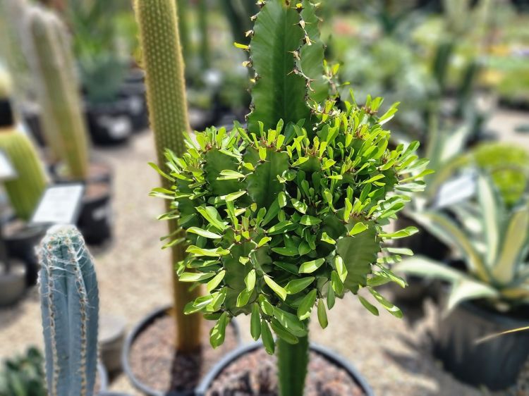 Picture of Euphorbia ingens