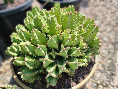 Picture of Euphorbia resinifera