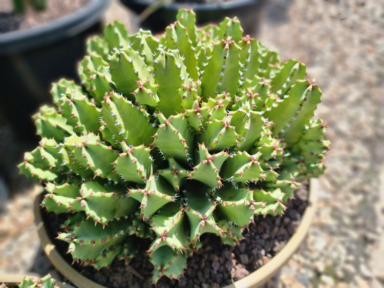 Picture of Euphorbia resinifera