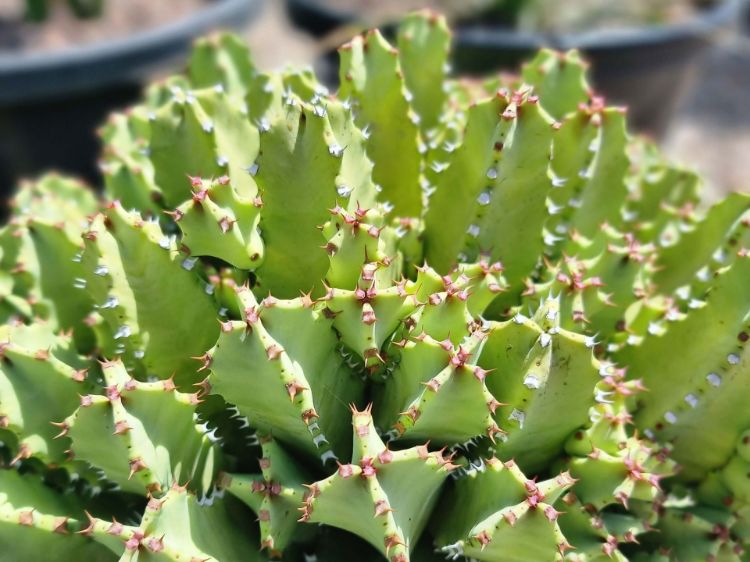 Picture of Euphorbia resinifera