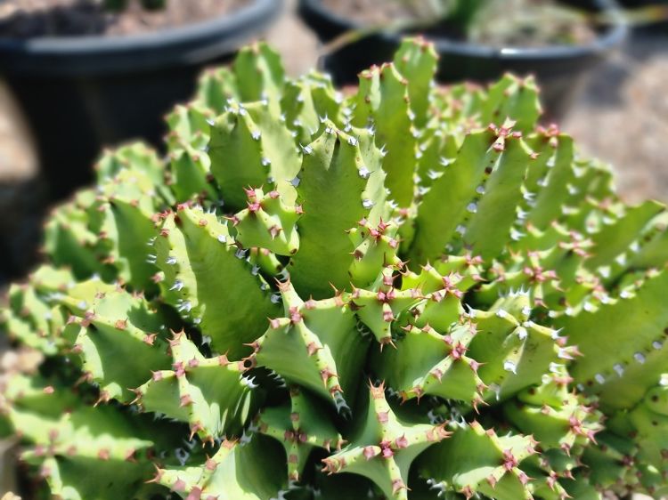 Picture of Euphorbia resinifera
