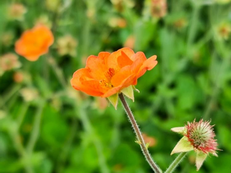 Picture of Geum hybrida Totally Tangerine