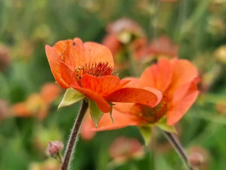 Picture of Geum hybrida Totally Tangerine
