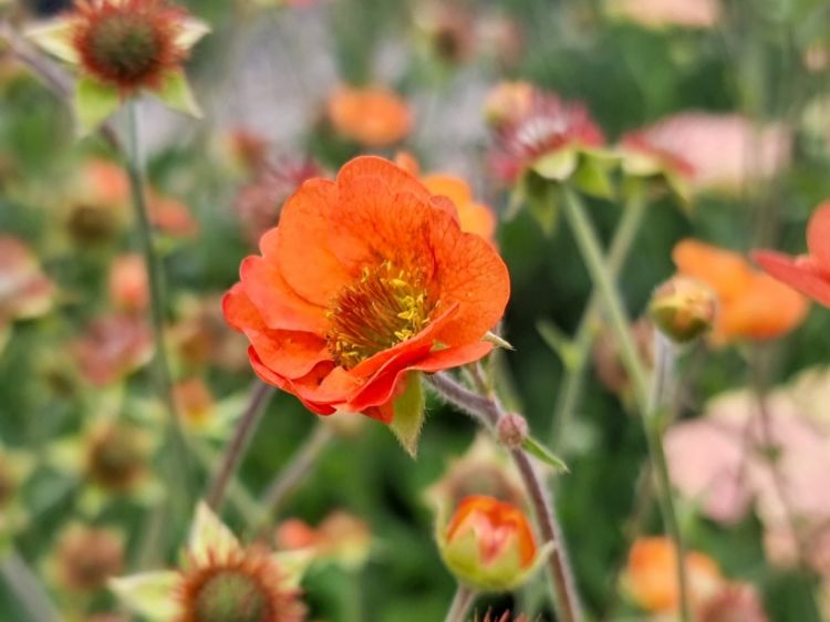Picture of Geum hybrida Totally Tangerine