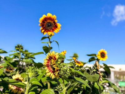 Picture of Helianthus annuus