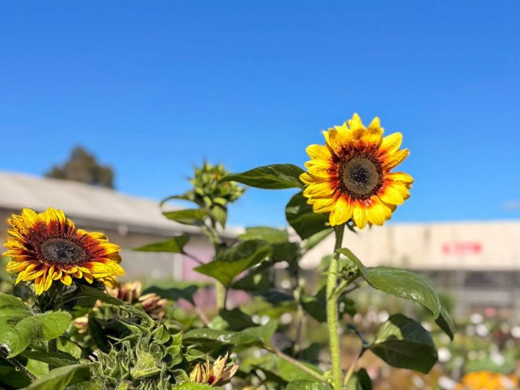 Picture of Helianthus annuus