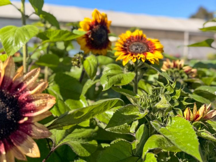 Picture of Helianthus annuus