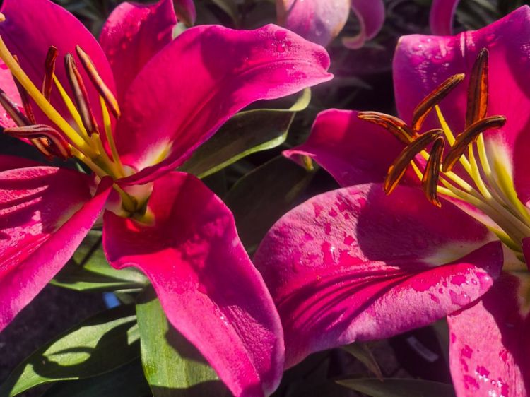 Picture of Lilium hybrida Resolute