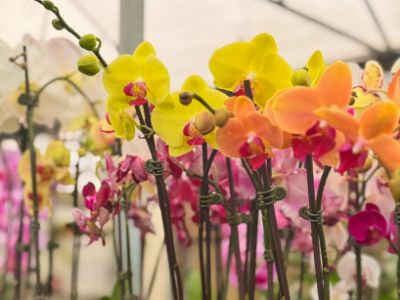 Picture of Phalaenopsis amabilis