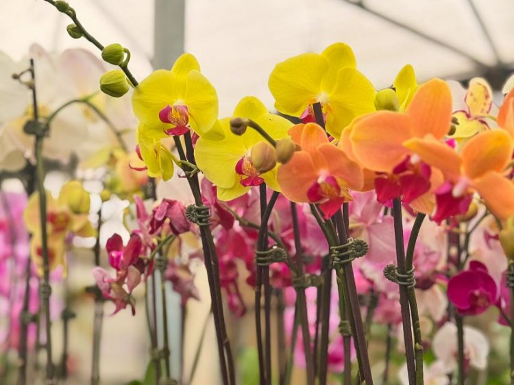 Picture of Phalaenopsis amabilis