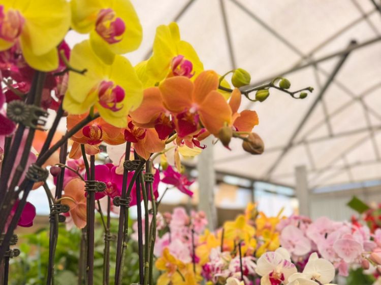 Picture of Phalaenopsis amabilis