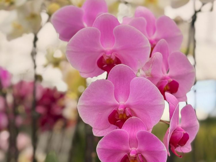 Picture of Phalaenopsis amabilis