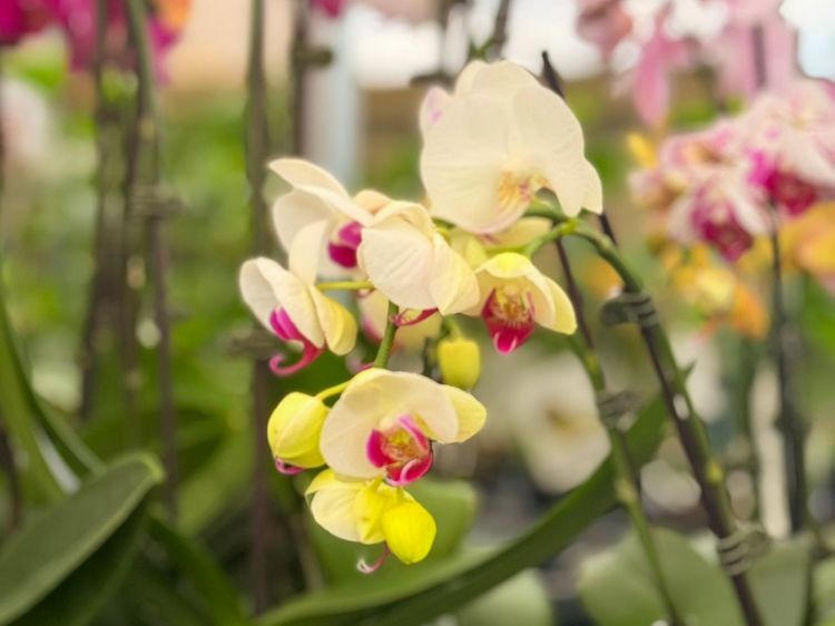 Picture of Phalaenopsis amabilis