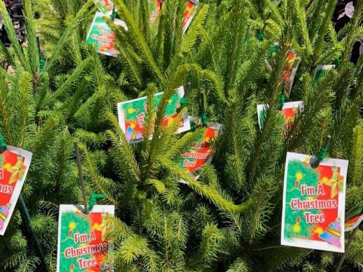 Picture of Picea abies