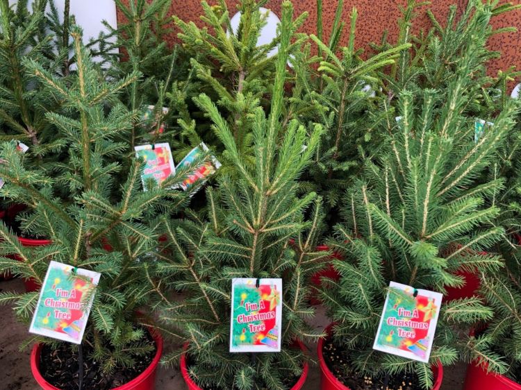 Picture of Picea abies