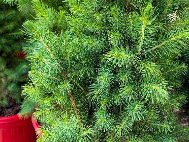 Picture of Picea glauca Super Star