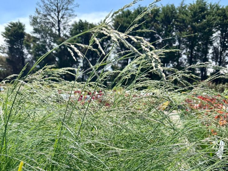 Picture of Poa poiformis Kingsdale PBR