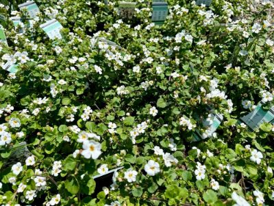 Picture of Sutera cordata Megacopa White