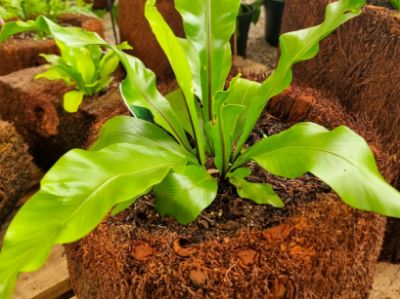 Picture of Vertical Tree Fern Planter Asplenium